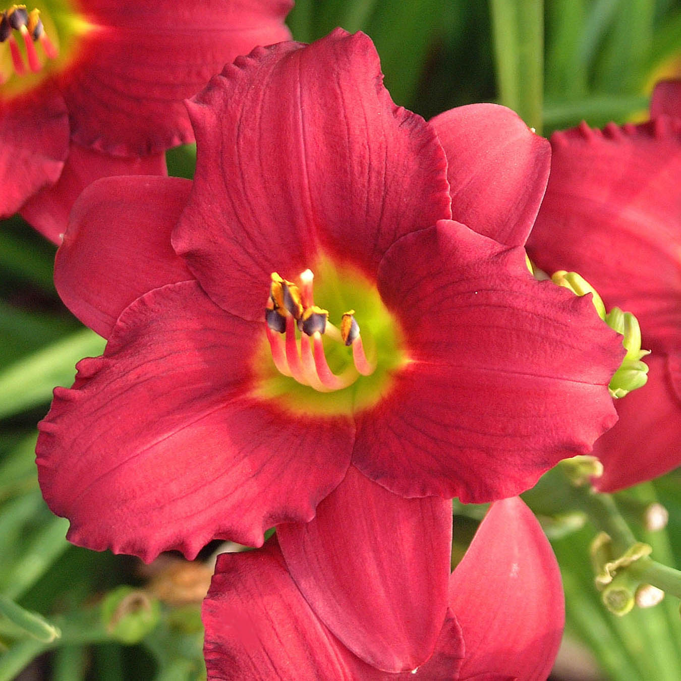 Close-up of a red Pardon Me Daylily bloom. 