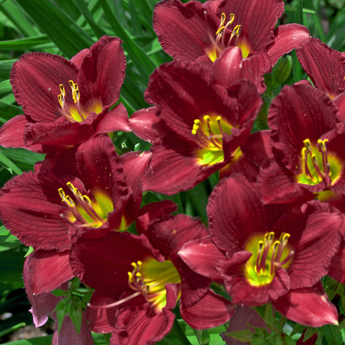 Ruby Stella Daylily with wine-red blooms. 