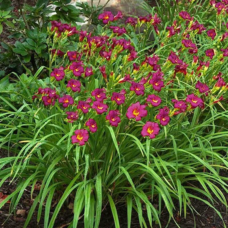 Ruby Stella Daylily with red blooms floating over grass-like foliage. 