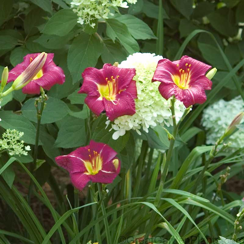 Ruby Stella Daylily with red blooms in front of a white hydrangea.