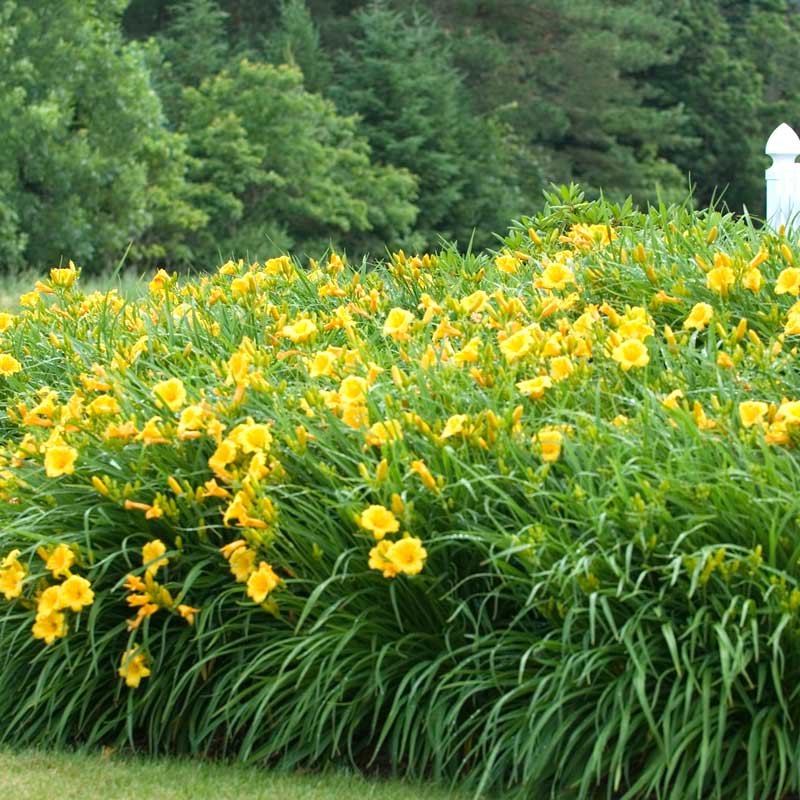 planting stella d'oro daylily seeds 'Stella d'Oro' Daylily (Hemerocallis)