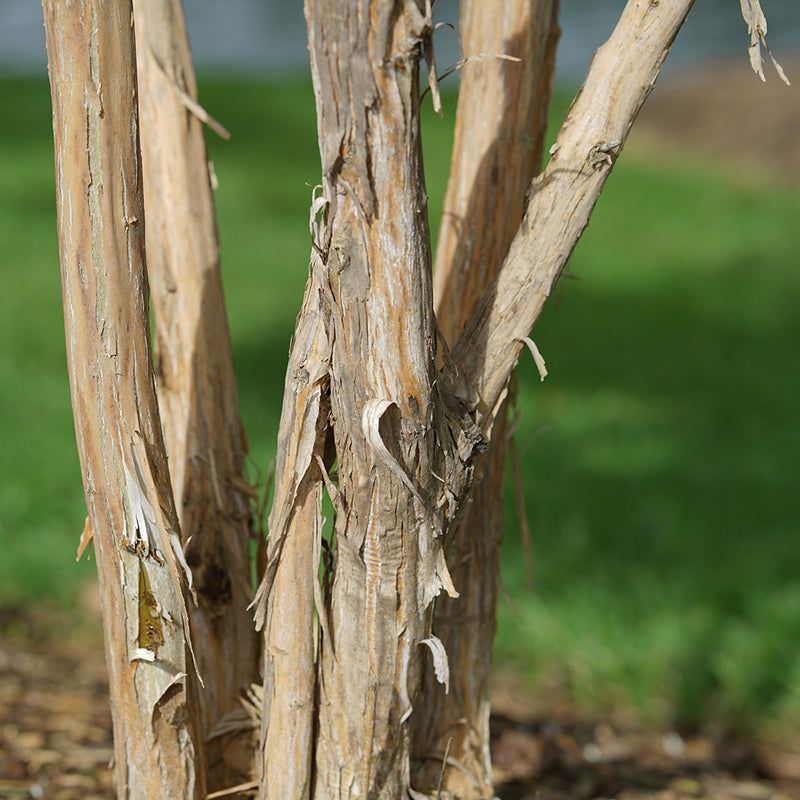 Temple Of Bloom Seven Son Flower peeling bark adds winter interest
