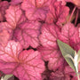Close-up of Berry Smoothie Coral Bells' intense raspberry-colored foliage. 