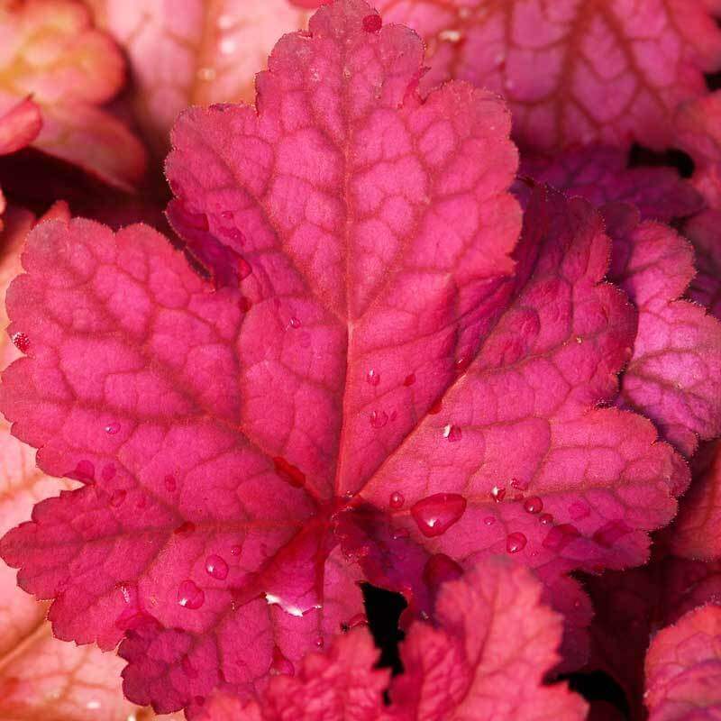 Close-up of a Berry Smoothie Coral Bells leaf dotted with dew drops. 