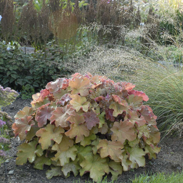 'Caramel' Coral Bells (Heuchera) - Thumbnail 3