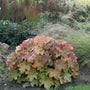 Caramel Coral Bells in a rounded habit in a landscape. 