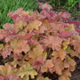 Caramel Coral Bells with a variety of orange tones planted in a garden. 