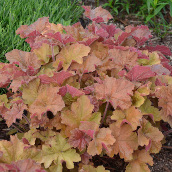 Caramel Coral Bells with a variety of orange tones planted in a garden. 