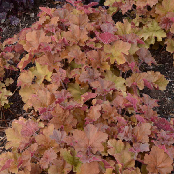 'Caramel' Coral Bells (Heuchera) - Thumbnail 5