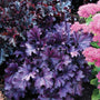 Forever Purple Coral Bells with ruffled purple foliage in a garden. 