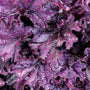 Close-up of Forever Purple Coral Bells' ruffled purple foliage dotted with water drops. 