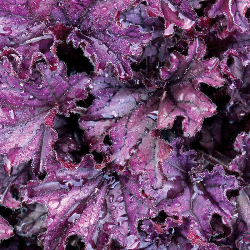 Close-up of Forever Purple Coral Bells' ruffled purple foliage dotted with water drops. 