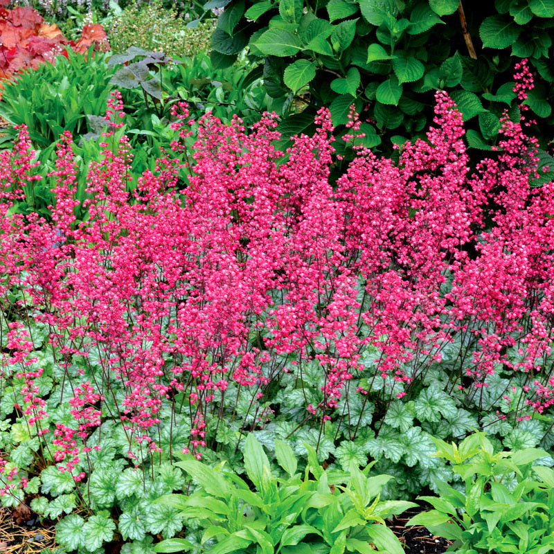 heuchera-paris-coral-bells-1.jpg