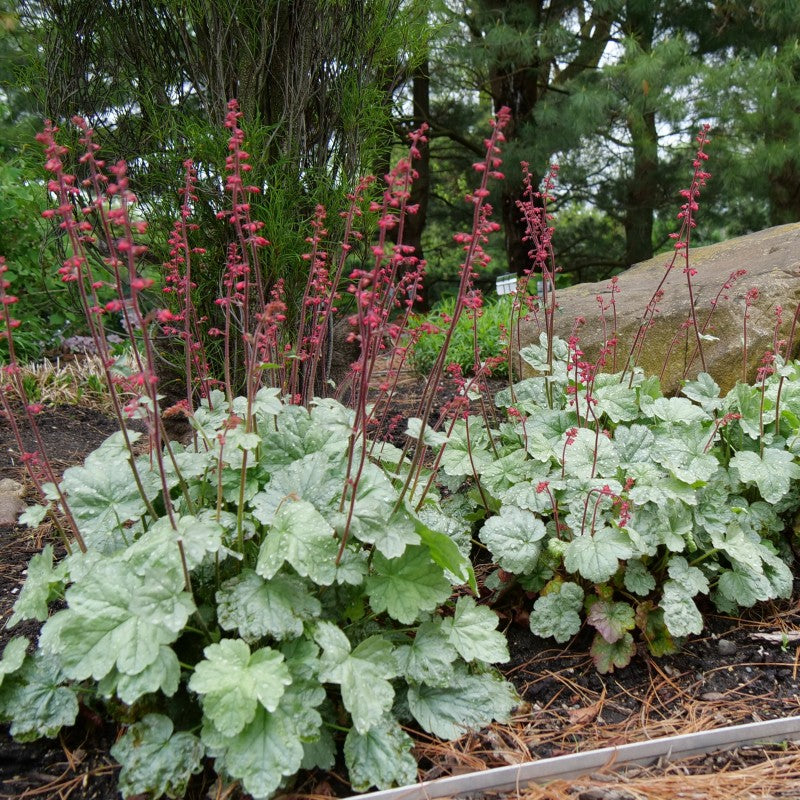 'Paris' Coral Bells (Heuchera)