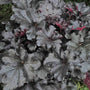 Primo Black Pearl Coral Bells has stunning jet black foliage