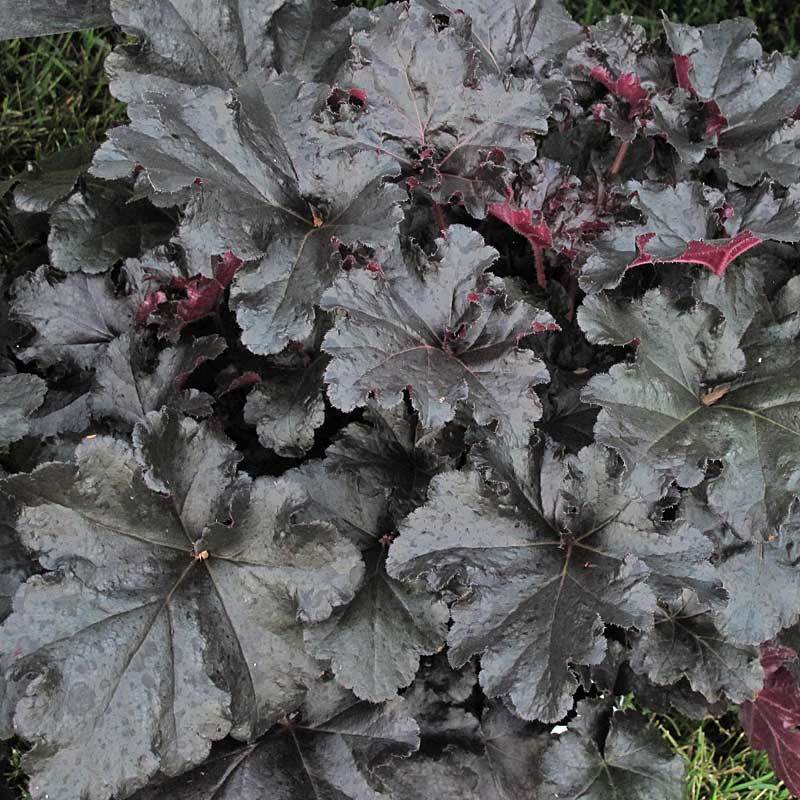 Primo Black Pearl Coral Bells has stunning jet black foliage
