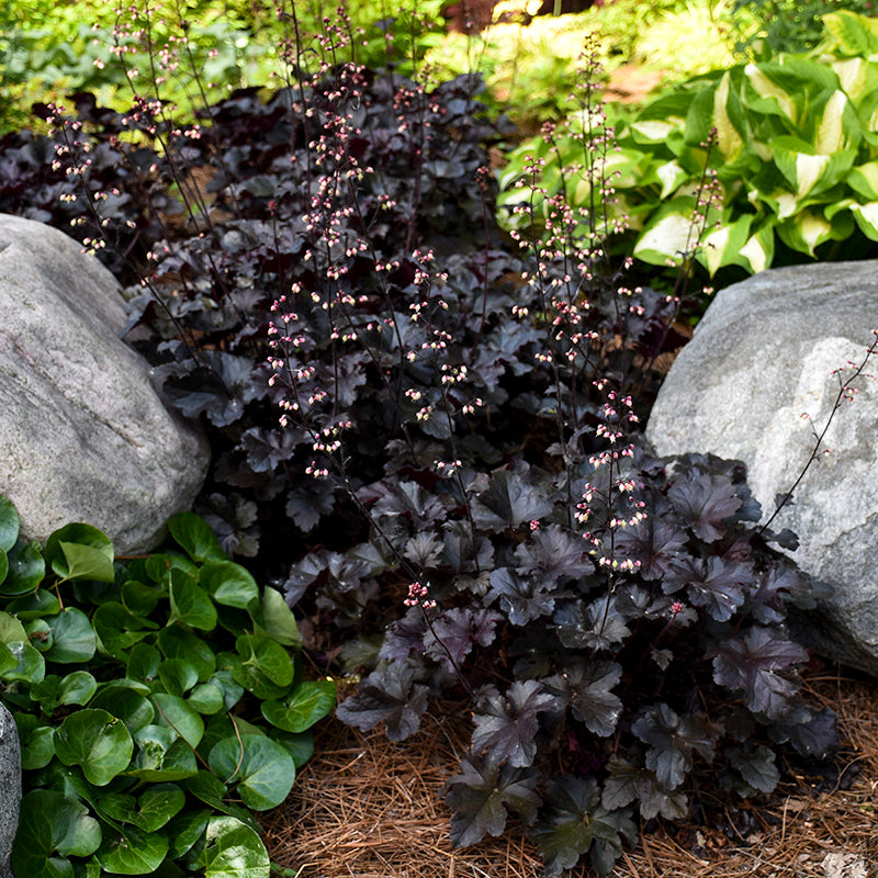 Heuchera Primo Black Pearl is dramatic but easy to grow