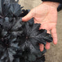 Primo Black Pearl Coral Bells has large dark, glossy, ruffled leaves