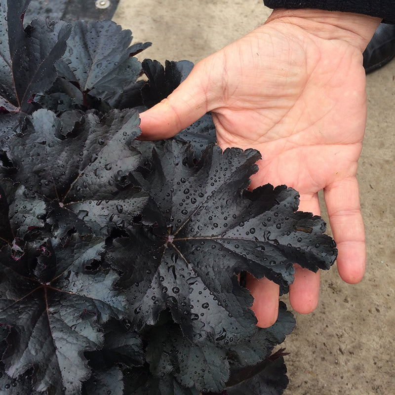 Primo Black Pearl Coral Bells has large dark, glossy, ruffled leaves