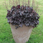 Heuchera Primo Black Pearl is compact and perfect for containers