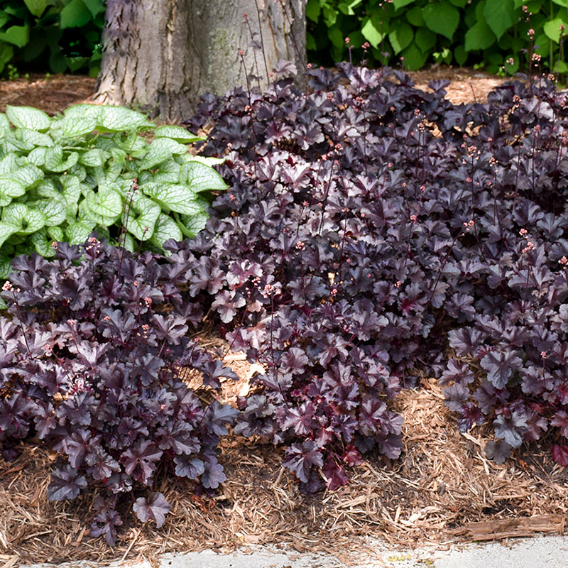Primo Black Pearl Coral Bells grows well in both sun and shade