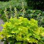 Twist of Lime Coral Bells with vivid chartreuse ruffled foliage. 
