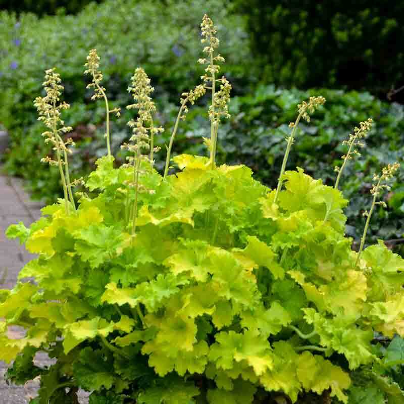 Twist of Lime Coral Bells with vivid chartreuse ruffled foliage. 