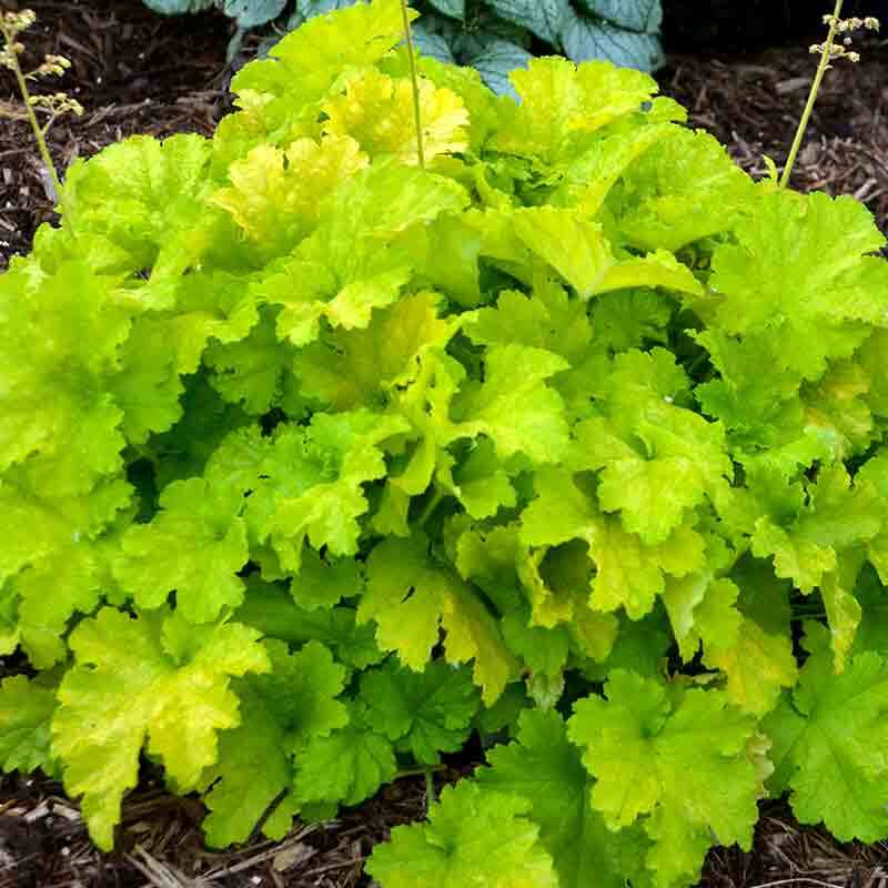 Twist of Lime Coral Bells with vibrant chartreuse ruffled leaves. 