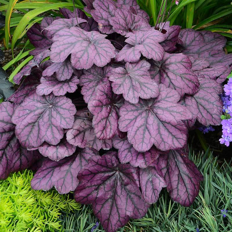 Heuchera Wild Rose is a deep plum color in cool temperatures