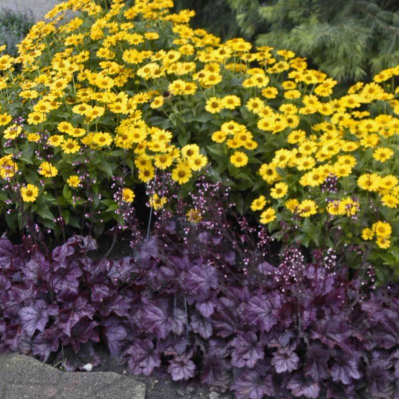 Primo Wild Rose Coral Bells has glossy foliage that shines in the shade