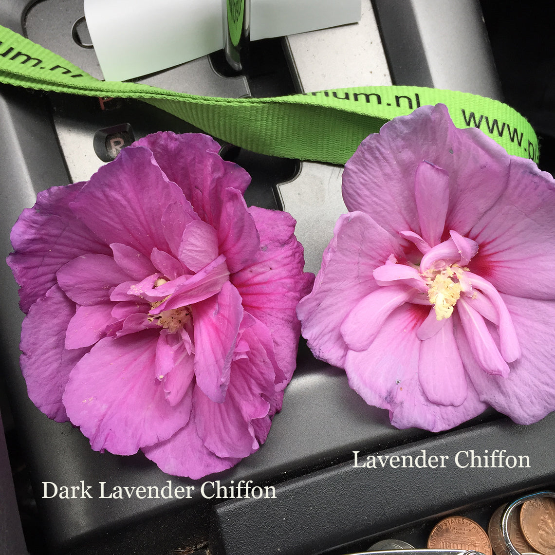 lavender chiffon plant Dark Lavender Chiffon® Rose of Sharon
