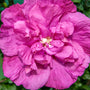 La rose de Sharon Magenta Chiffon® offre des fleurs d'un magenta éclatant et doré tout au long de l'été. 
