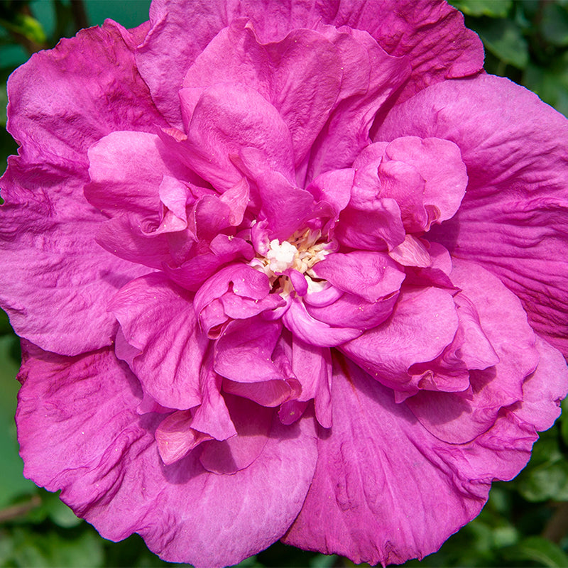 La rose de Sharon Magenta Chiffon® offre des fleurs d'un magenta éclatant et doré tout au long de l'été. 