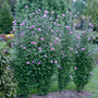 Purple Pillar Rose of Sharon has a space saving columnar habit