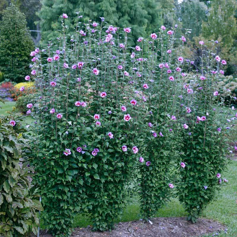 Purple Pillar Rose of Sharon has a space saving columnar habit
