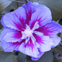 Hibiscus Purple Pillar is low maintenance and drought tolerant