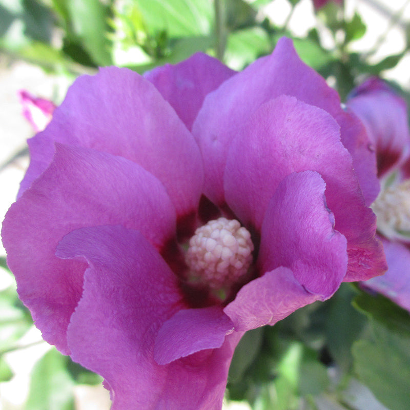 La rose de Sharon «&nbsp;Purple Satin&nbsp;» offre de grandes fleurs violettes tout au long de l'été.