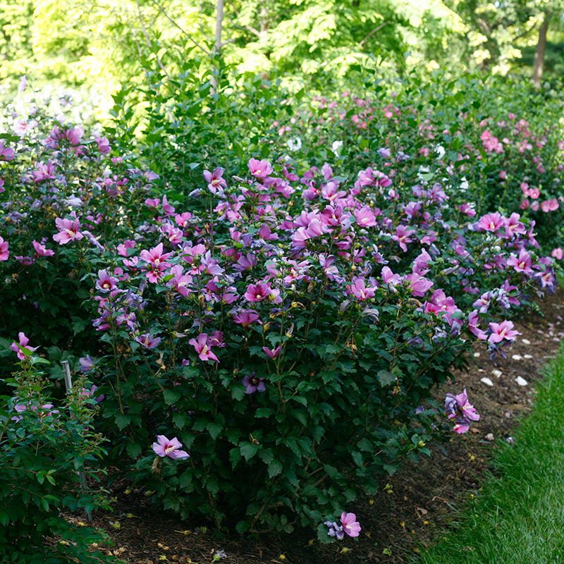 L'hibiscus Purple Satin attire les colibris et les pollinisateurs