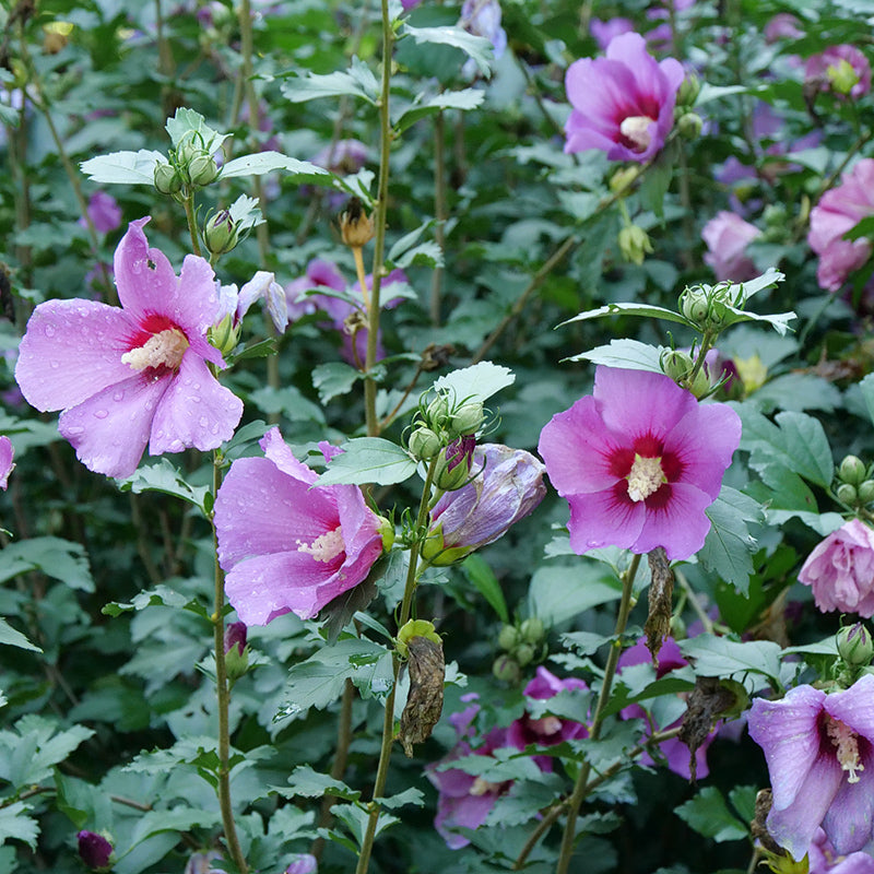 L'hibiscus syriacus « Purple Satin » produit peu de semis indésirables.