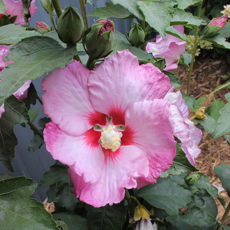 La rose de Sharon à volants en satin possède d'énormes fleurs roses à volants.