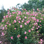 La rose de Sharon à fleurs satinées et frisées attire les colibris et les pollinisateurs