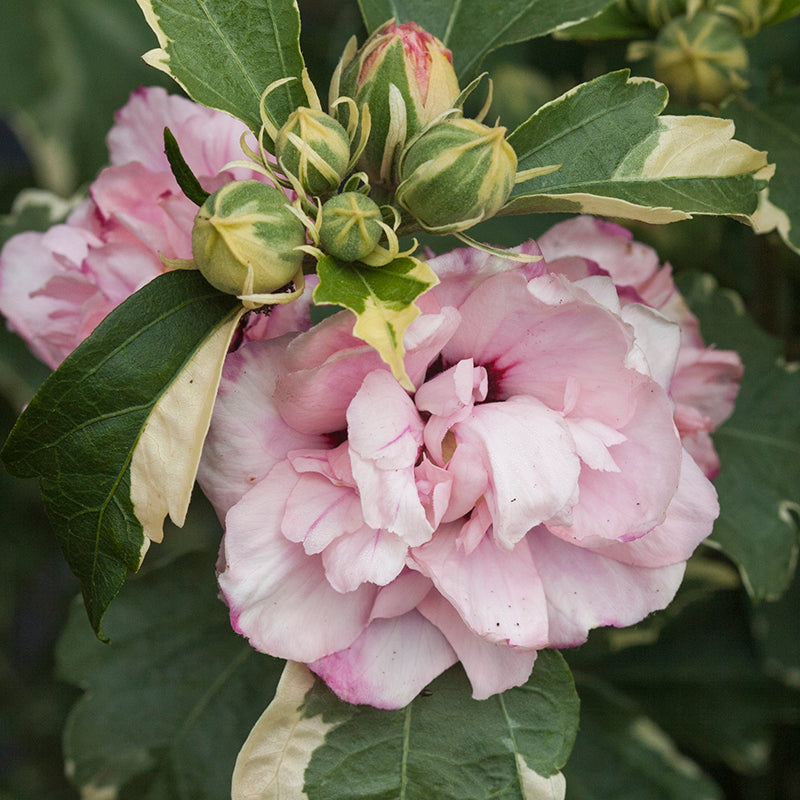 Sugar Tip Rose of Sharon has variegated creamy white and bluish green foliage