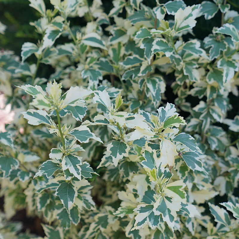 Sugar Tip Rose of Sharon is deer and drought tolerant