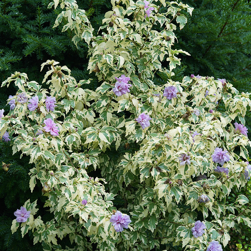 Sugar Tip Gold Rose of Sharon creates few nuisance seedlings