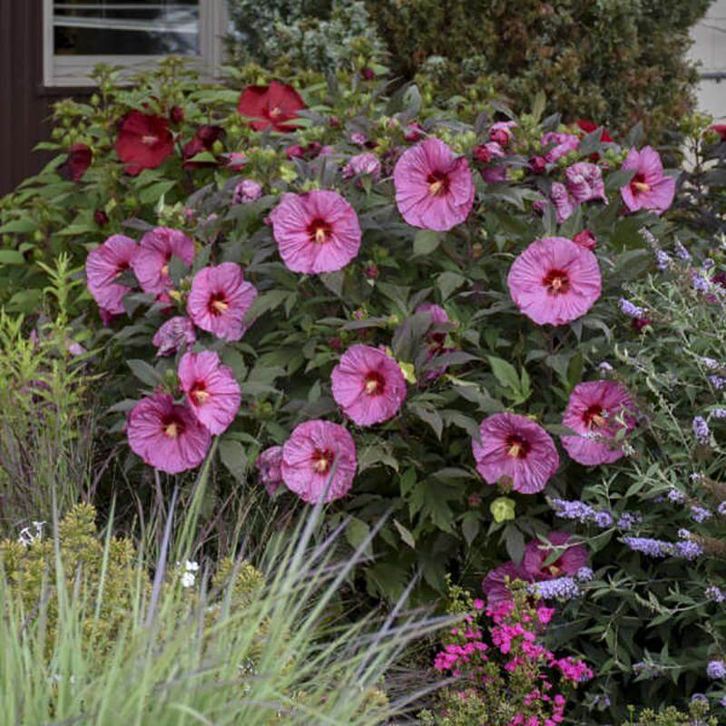 Summerific 'Berry Awesome' Perennial Hibiscus unique color that is easy to grow
