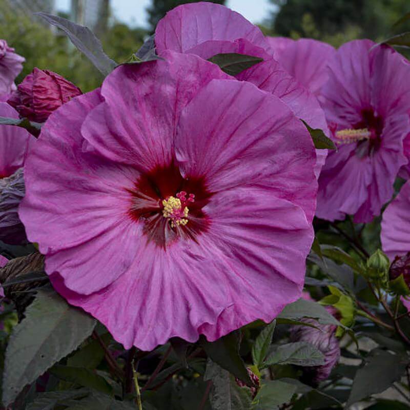 Summerific® 'Berry Awesome' Perennial Hibiscus Perennials Great