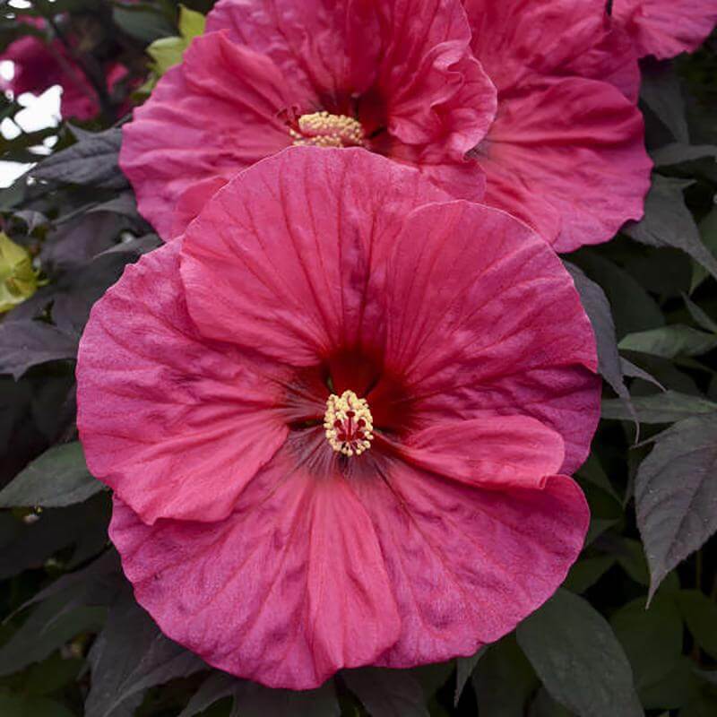 Summerific 'Evening Rose' Perennial Hibiscus has deep purple foliage