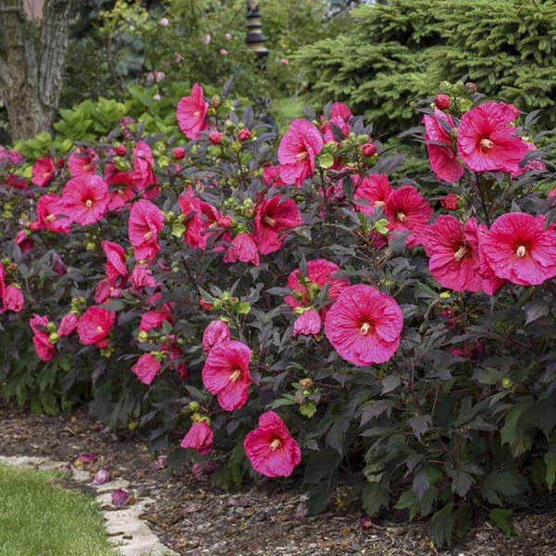 Summerific 'Evening Rose' Perennial Hibiscus attracts hummingbirds and pollinators