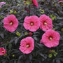Summerific 'Evening Rose' Perennial Hibiscus is an ideal specimen and is low maintenance
