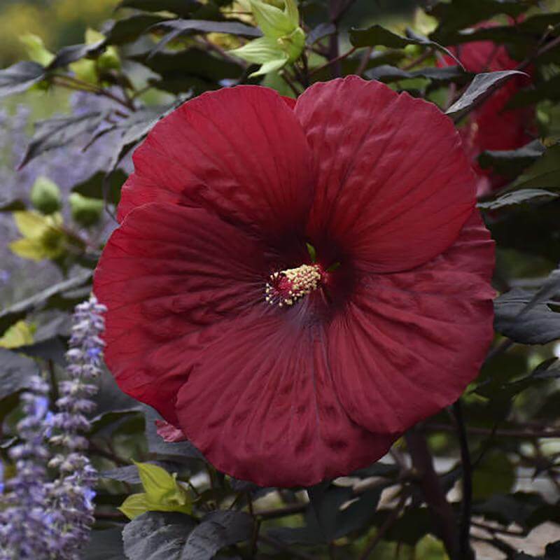 Summerific 'Holy Grail' Perennial Hibiscus is easy to grow and long blooming